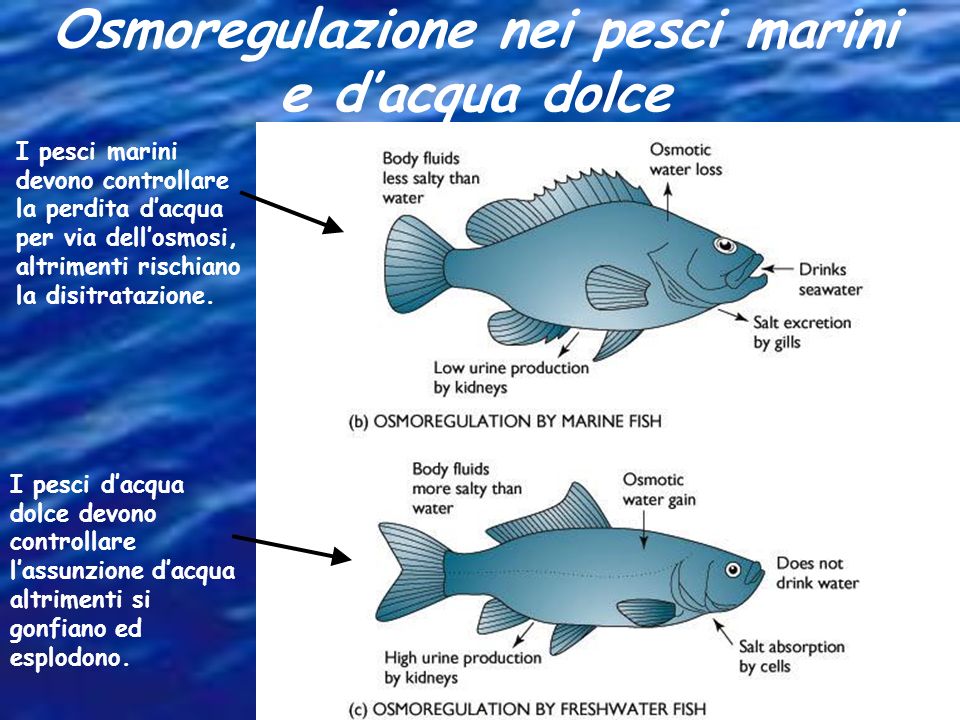 Osmoregulazione nei pesci marini e d’acqua dolce
