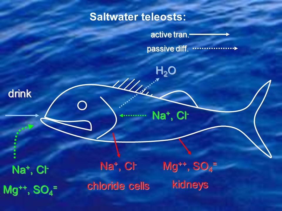 Saltwater teleosts: H2O drink Na+, Cl- Na+, Cl- Mg++, SO4= Na+, Cl-