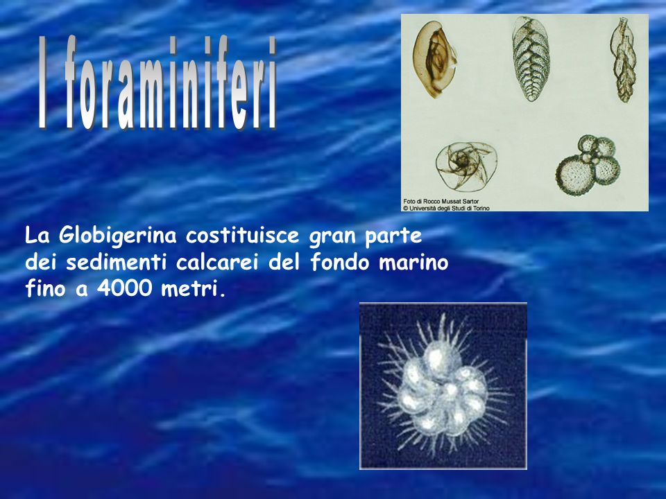 I foraminiferi La Globigerina costituisce gran parte dei sedimenti calcarei del fondo marino fino a 4000 metri.
