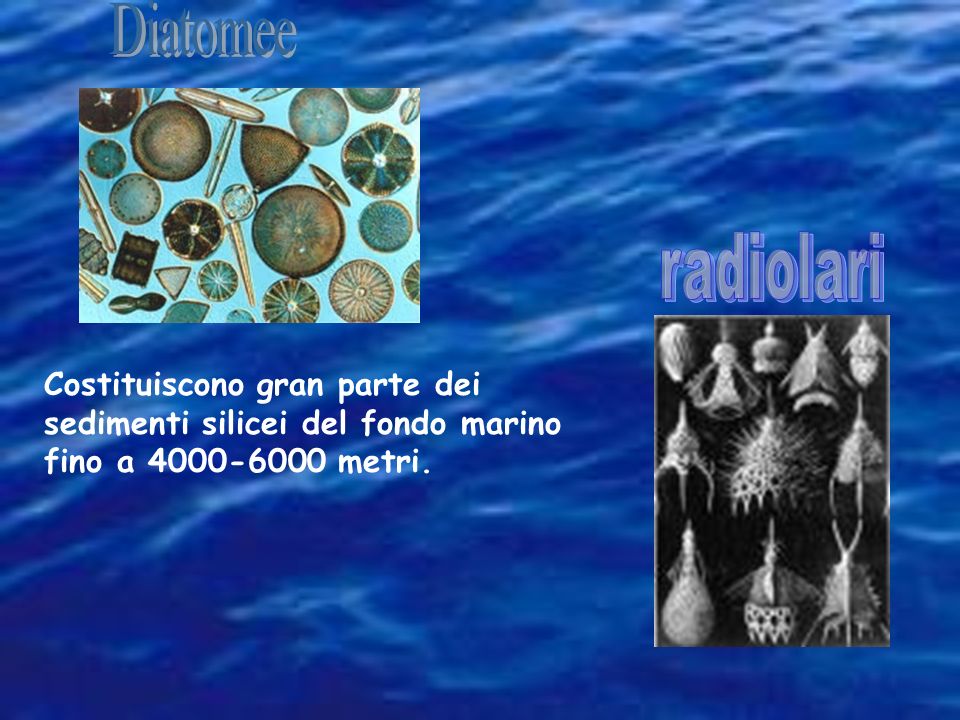 Diatomee radiolari.