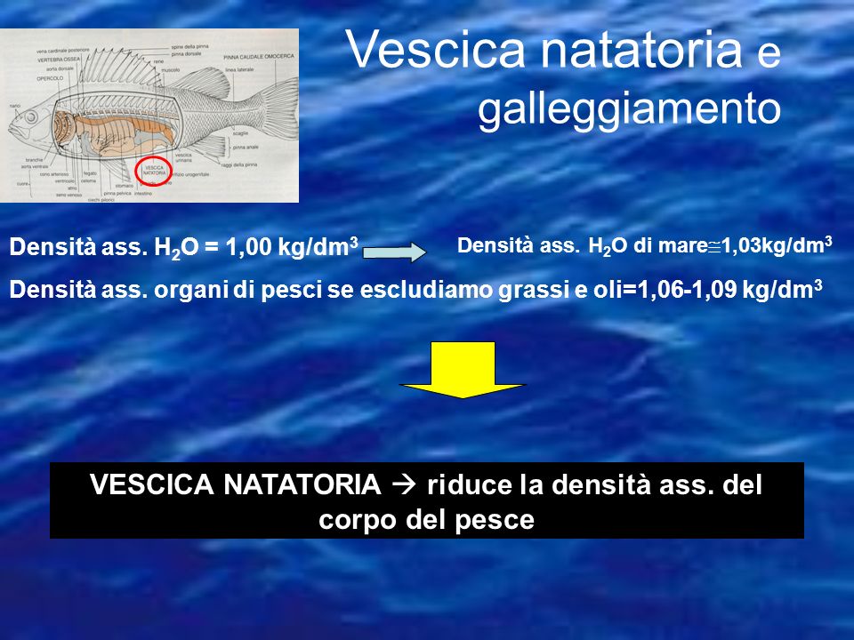 VESCICA NATATORIA  riduce la densità ass. del corpo del pesce
