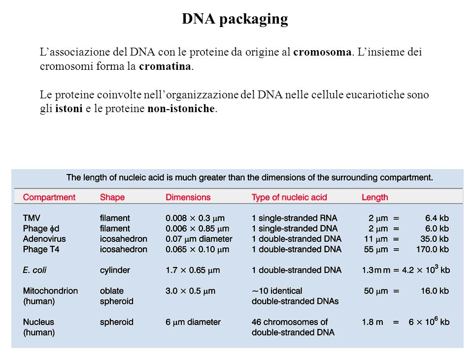 DNA packaging L’associazione del DNA con le proteine da origine al cromosoma. L’insieme dei cromosomi forma la cromatina.