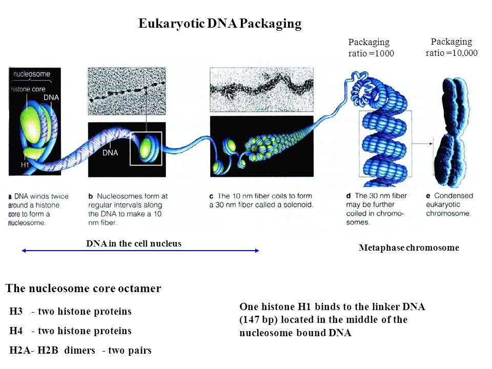 Eukaryotic DNA Packaging