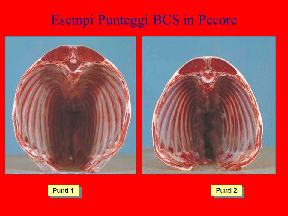 Esempi Punteggi BCS in Pecore