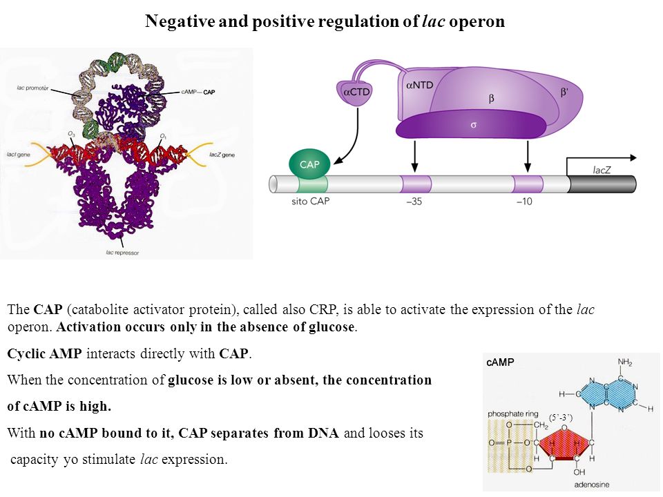 Negative and positive regulation of lac operon