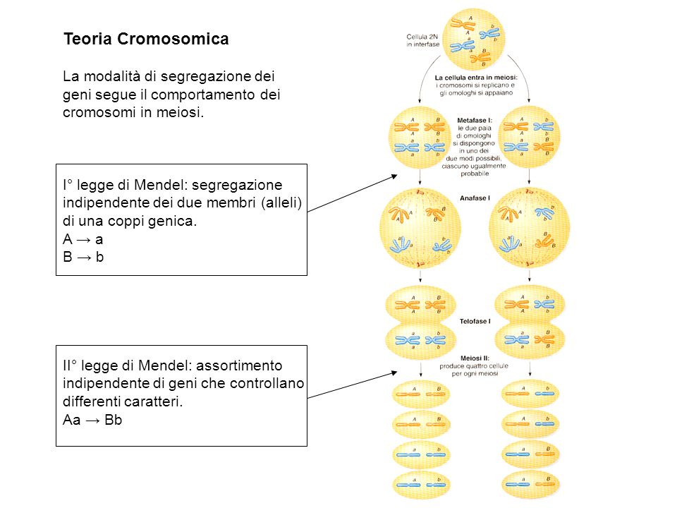 Teoria Cromosomica La modalità di segregazione dei geni segue il comportamento dei cromosomi in meiosi.