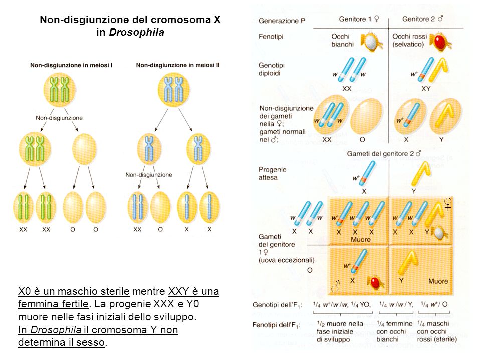 Non-disgiunzione del cromosoma X