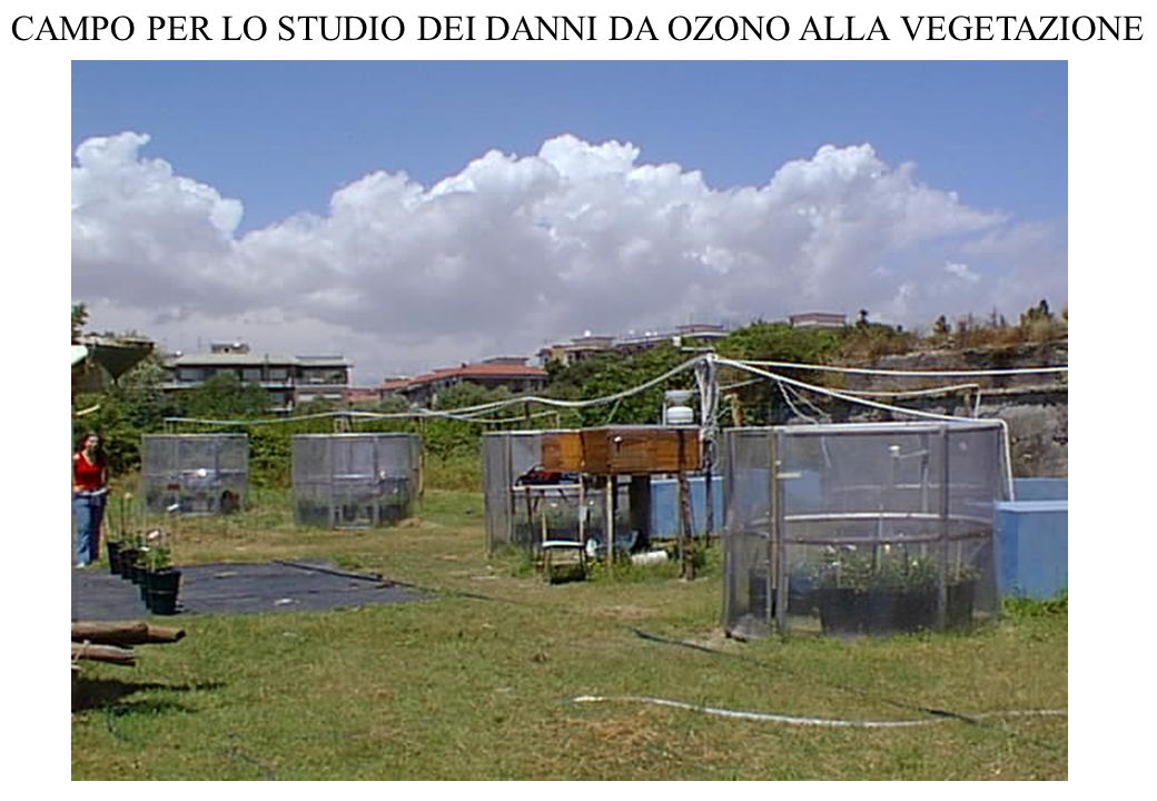 CAMPO PER LO STUDIO DEI DANNI DA OZONO ALLA VEGETAZIONE