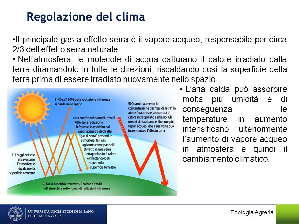 Regolazione del clima Il principale gas a effetto serra è il vapore acqueo, responsabile per circa 2/3 dell’effetto serra naturale.