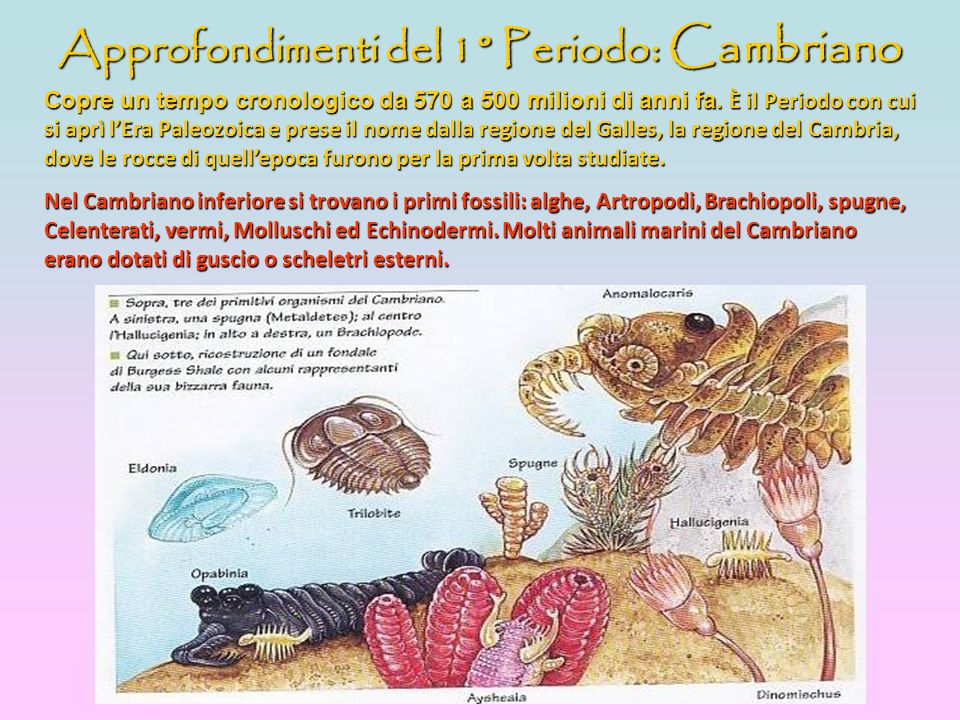 Approfondimenti del 1° Periodo: Cambriano