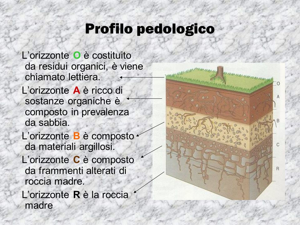 Profilo pedologico L’orizzonte O è costituito da residui organici, è viene chiamato lettiera.