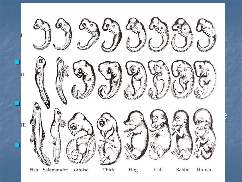 Embriologia comparata