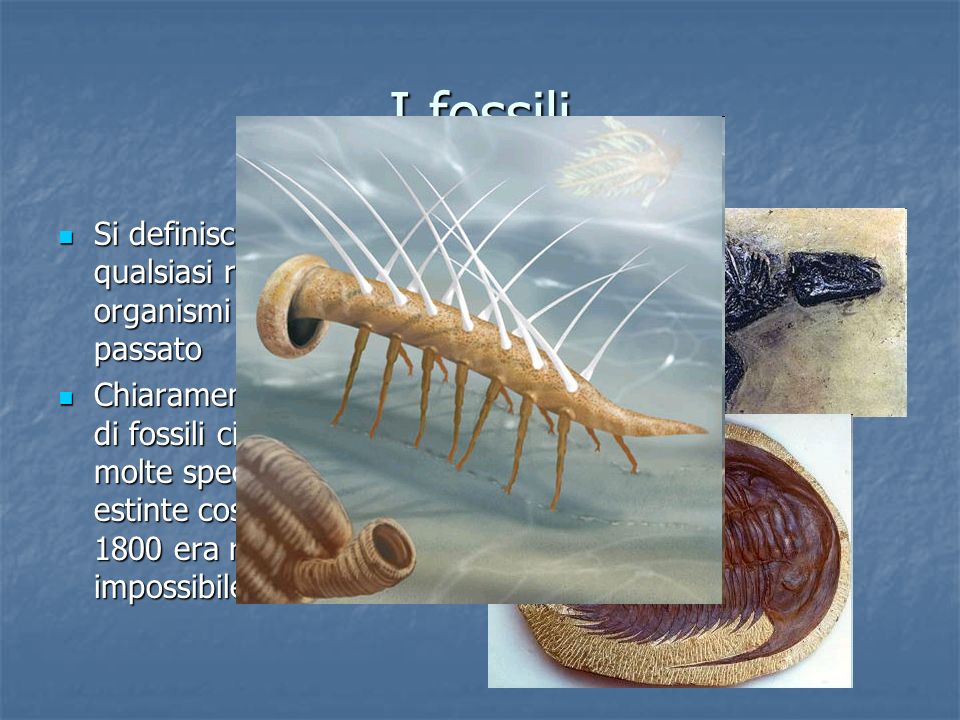 I fossili Si definisce fossile qualsiasi resto o traccia di organismi vissuti nel passato.