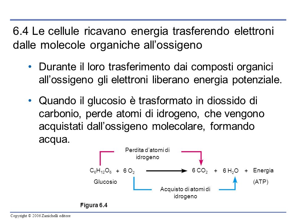 6.4 Le cellule ricavano energia trasferendo elettroni dalle molecole organiche all’ossigeno