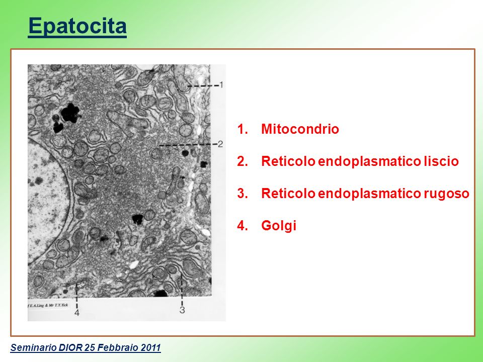 Epatocita Mitocondrio Reticolo endoplasmatico liscio
