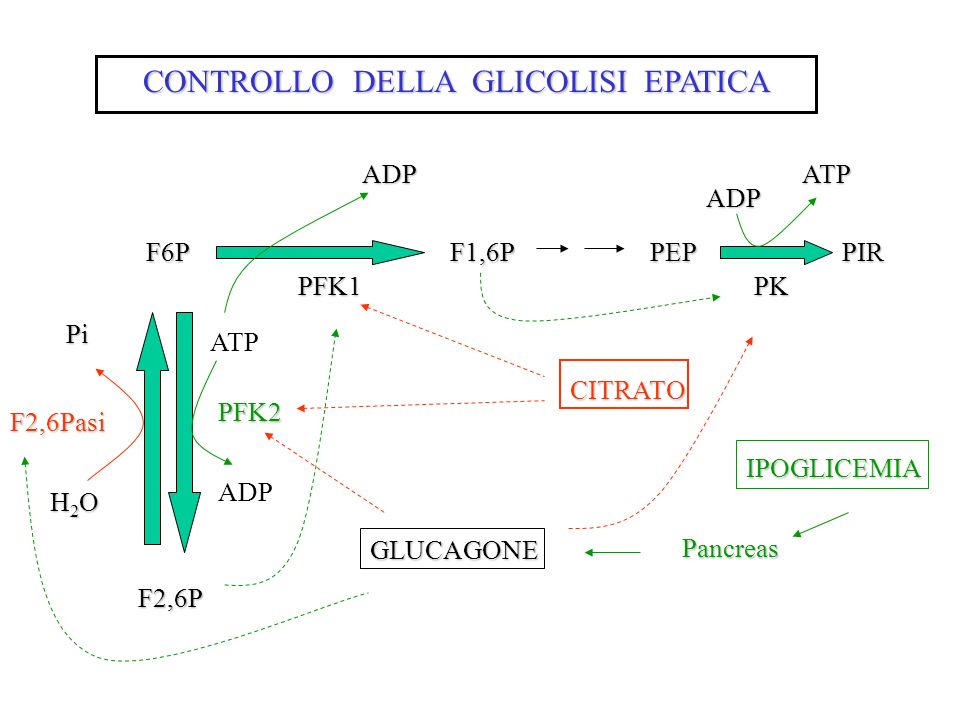 CONTROLLO DELLA GLICOLISI EPATICA
