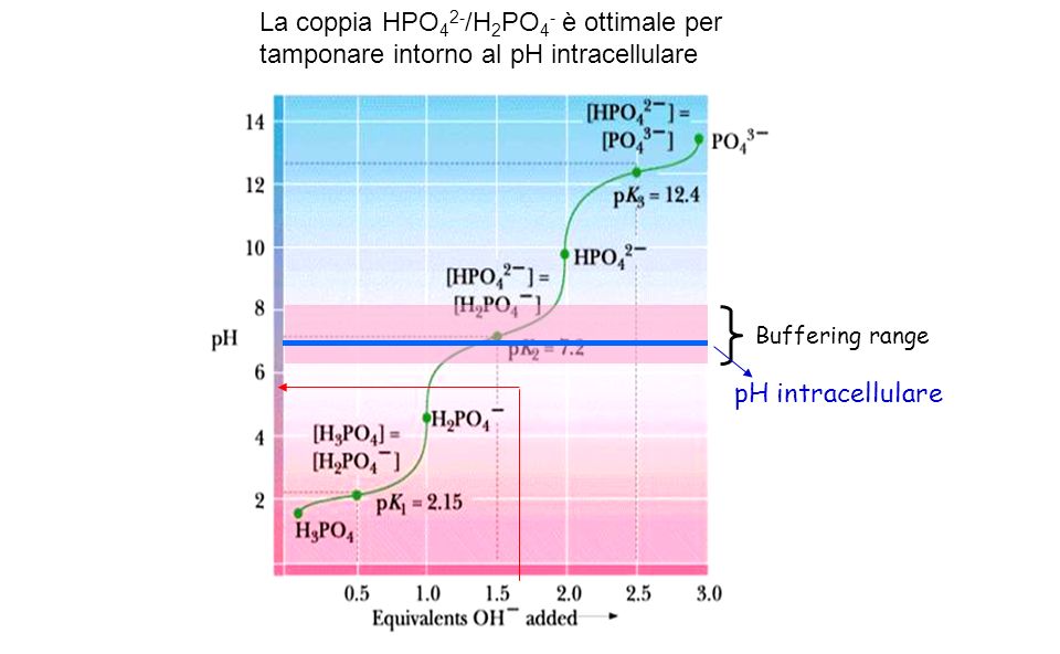La coppia HPO42-/H2PO4- è ottimale per tamponare intorno al pH intracellulare