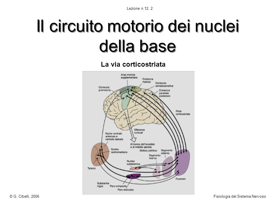 Il circuito motorio dei nuclei della base