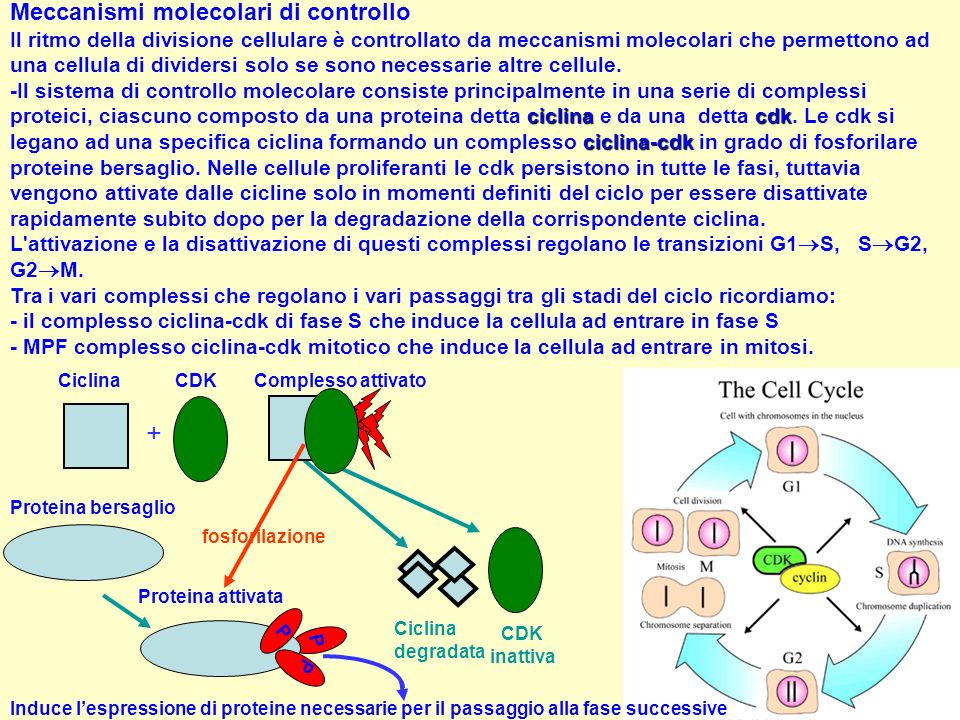 Meccanismi molecolari di controllo Il ritmo della divisione cellulare è controllato da meccanismi molecolari che permettono ad una cellula di dividersi solo se sono necessarie altre cellule. -Il sistema di controllo molecolare consiste principalmente in una serie di complessi proteici, ciascuno composto da una proteina detta ciclina e da una detta cdk. Le cdk si legano ad una specifica ciclina formando un complesso ciclina-cdk in grado di fosforilare proteine bersaglio. Nelle cellule proliferanti le cdk persistono in tutte le fasi, tuttavia vengono attivate dalle cicline solo in momenti definiti del ciclo per essere disattivate rapidamente subito dopo per la degradazione della corrispondente ciclina. L attivazione e la disattivazione di questi complessi regolano le transizioni G1S, SG2, G2M.