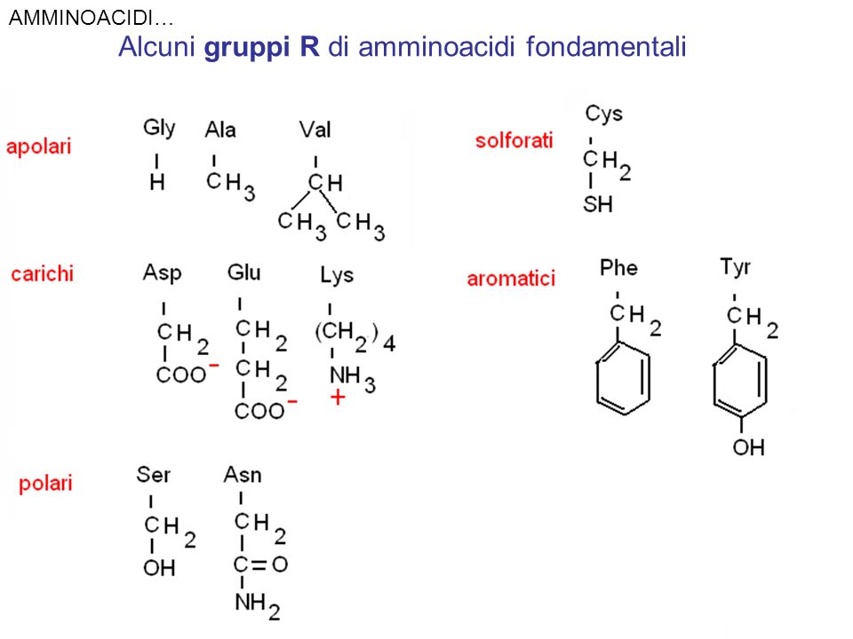 Alcuni gruppi R di amminoacidi fondamentali