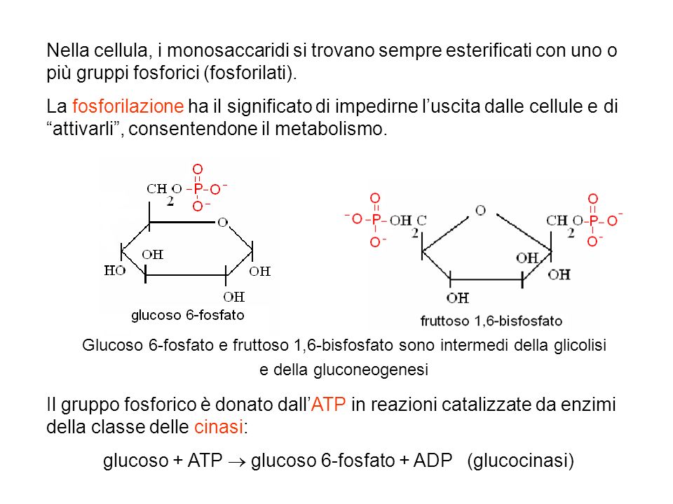 glucoso + ATP  glucoso 6-fosfato + ADP (glucocinasi)