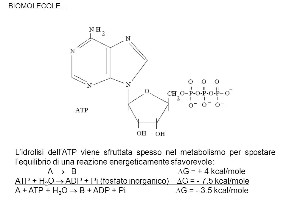 ATP + H2O  ADP + Pi (fosfato inorganico) G = kcal/mole