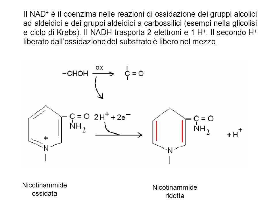 Il NAD+ è il coenzima nelle reazioni di ossidazione dei gruppi alcolici ad aldeidici e dei gruppi aldeidici a carbossilici (esempi nella glicolisi e ciclo di Krebs). Il NADH trasporta 2 elettroni e 1 H+. Il secondo H+ liberato dall’ossidazione del substrato è libero nel mezzo.