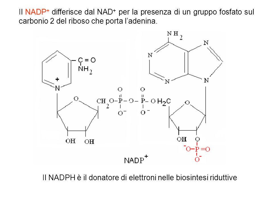 Il NADPH è il donatore di elettroni nelle biosintesi riduttive