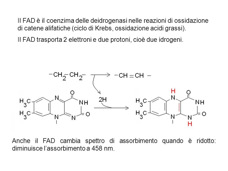 Il FAD è il coenzima delle deidrogenasi nelle reazioni di ossidazione di catene alifatiche (ciclo di Krebs, ossidazione acidi grassi).