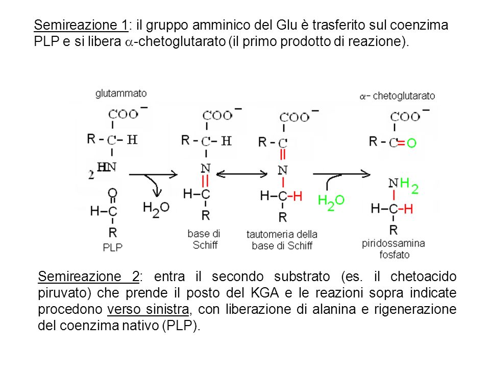 Semireazione 1: il gruppo amminico del Glu è trasferito sul coenzima PLP e si libera -chetoglutarato (il primo prodotto di reazione).