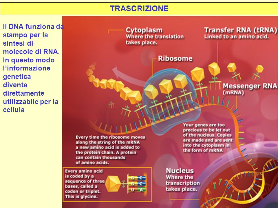 TRASCRIZIONE Il DNA funziona da stampo per la sintesi di molecole di RNA. In questo modo l’informazione genetica.