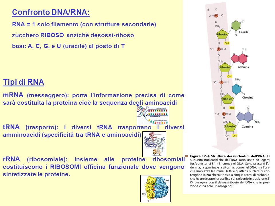 Confronto DNA/RNA: Tipi di RNA