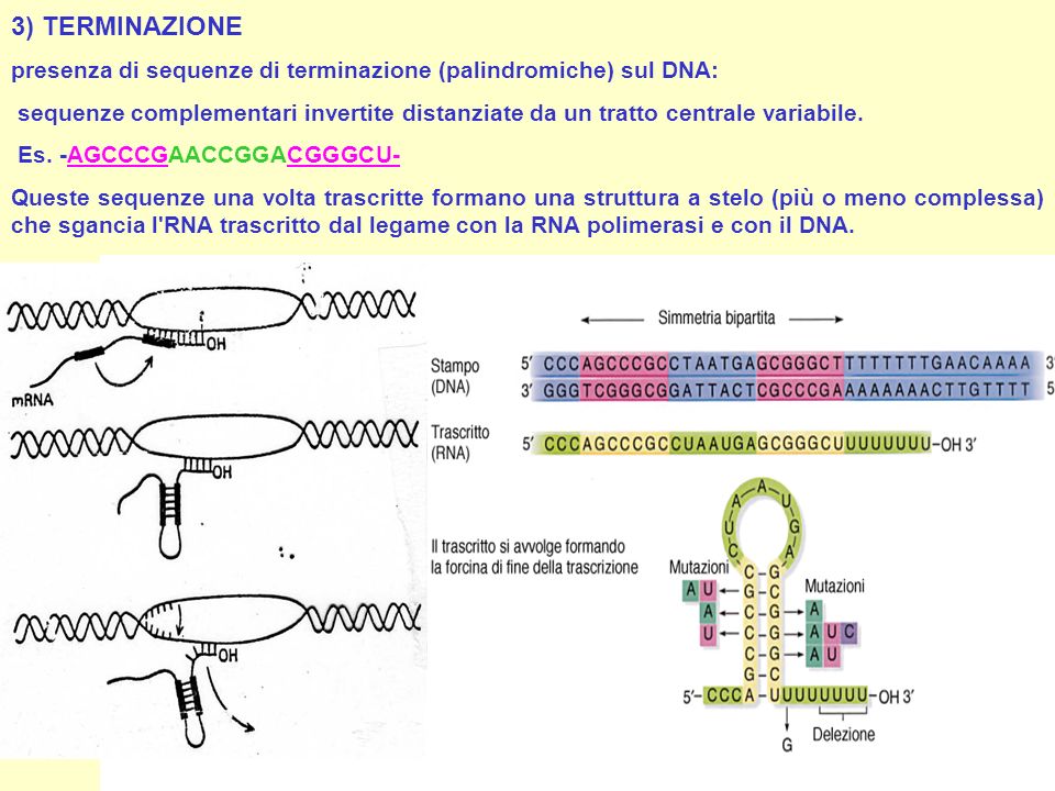 3) TERMINAZIONE presenza di sequenze di terminazione (palindromiche) sul DNA: