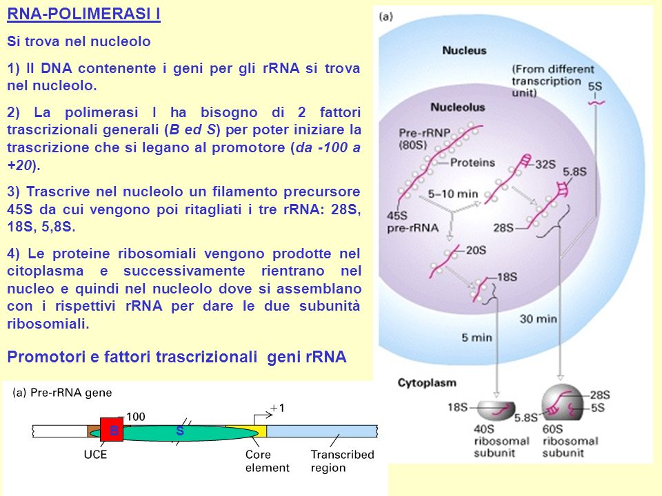Promotori e fattori trascrizionali geni rRNA
