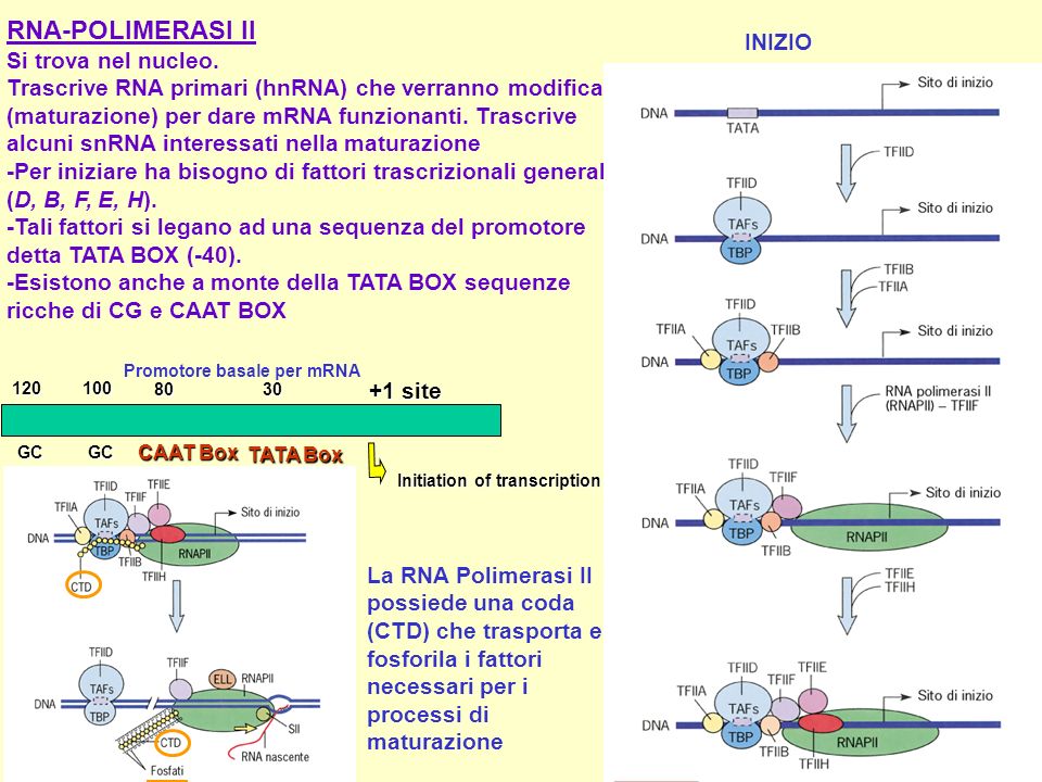 RNA-POLIMERASI II Si trova nel nucleo. INIZIO