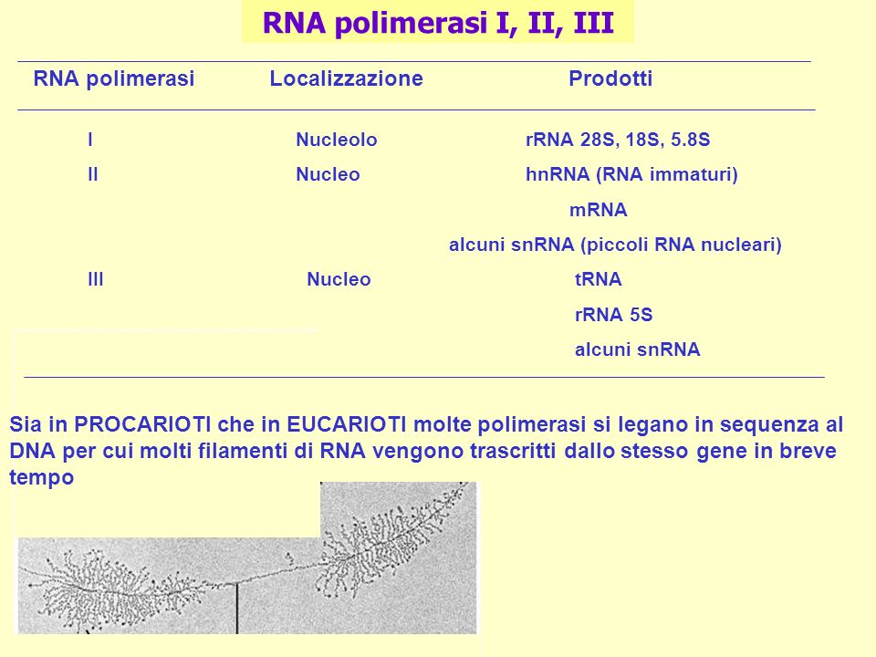 RNA polimerasi I, II, III RNA polimerasi Localizzazione Prodotti