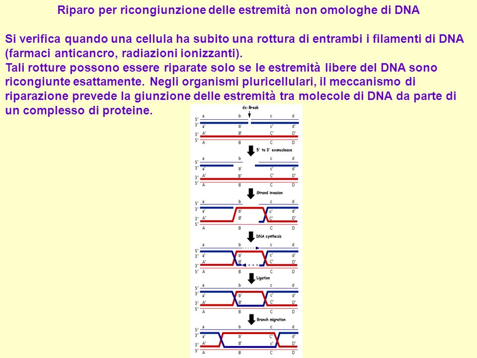 Riparo per ricongiunzione delle estremità non omologhe di DNA