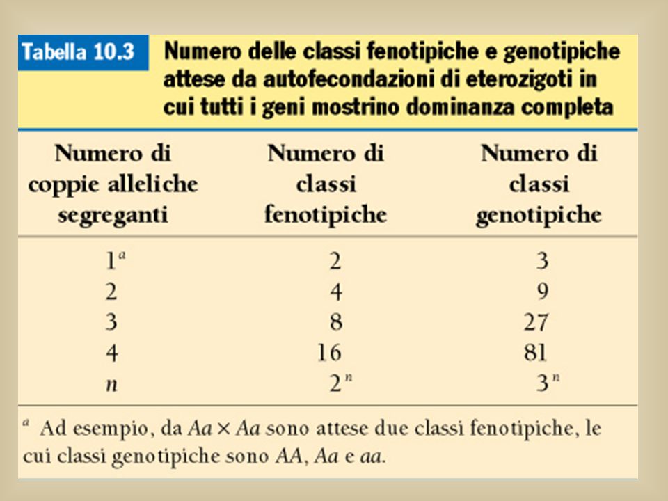 Alla F2 ci sono 2n classi fenotipiche, dove n è il numero di coppie alleliche in eterozigosi che si distribuiscono in modo indipendente