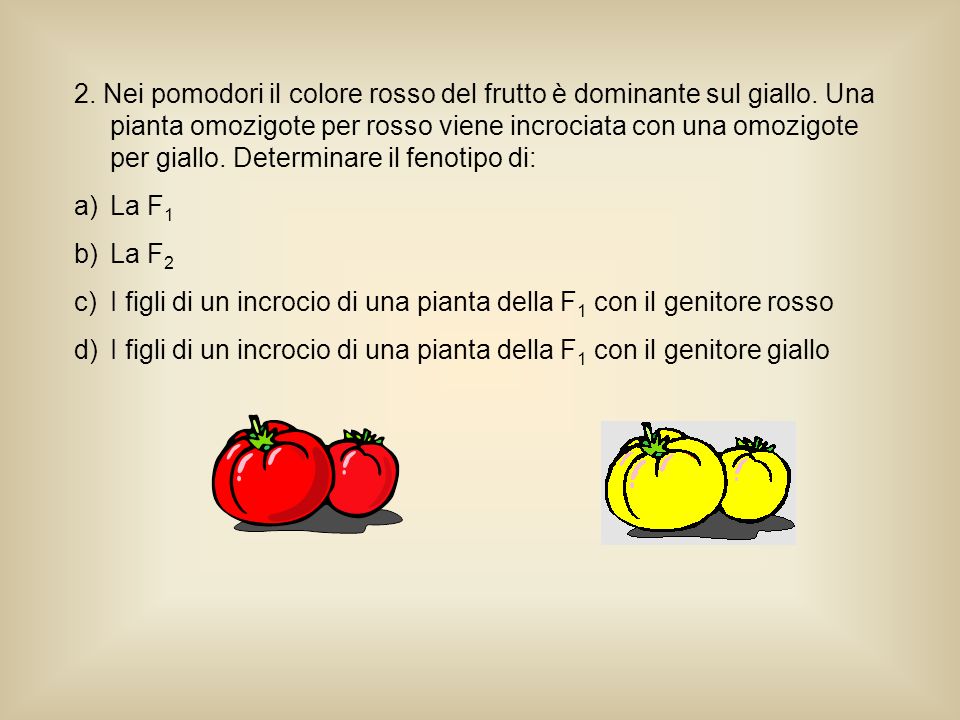 2. Nei pomodori il colore rosso del frutto è dominante sul giallo
