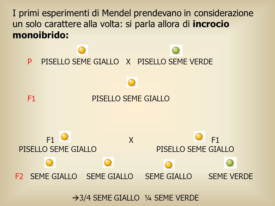 I primi esperimenti di Mendel prendevano in considerazione un solo carattere alla volta: si parla allora di incrocio monoibrido:
