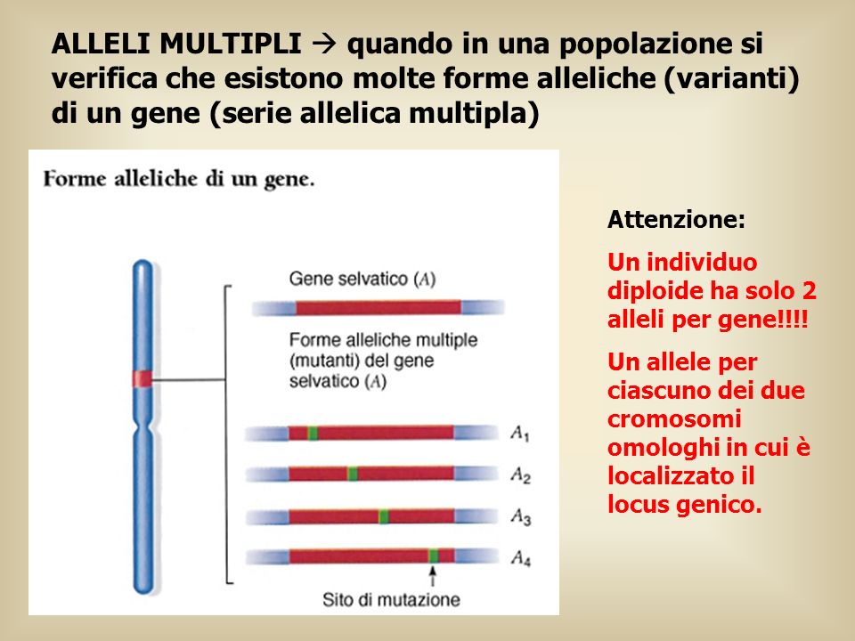 ALLELI MULTIPLI  quando in una popolazione si verifica che esistono molte forme alleliche (varianti) di un gene (serie allelica multipla)