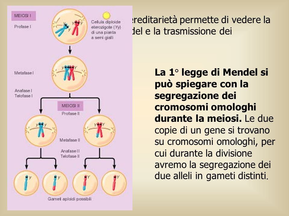 La teoria cromosomica dell ereditarietà permette di vedere la relazione tra le leggi di Mendel e la trasmissione dei cromosomi.