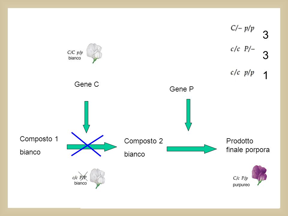 9: Questa interazione tra geni da il fenotipo bianco ogni volta che l’una o l’altra coppia allelica è omozigote recessiva.
