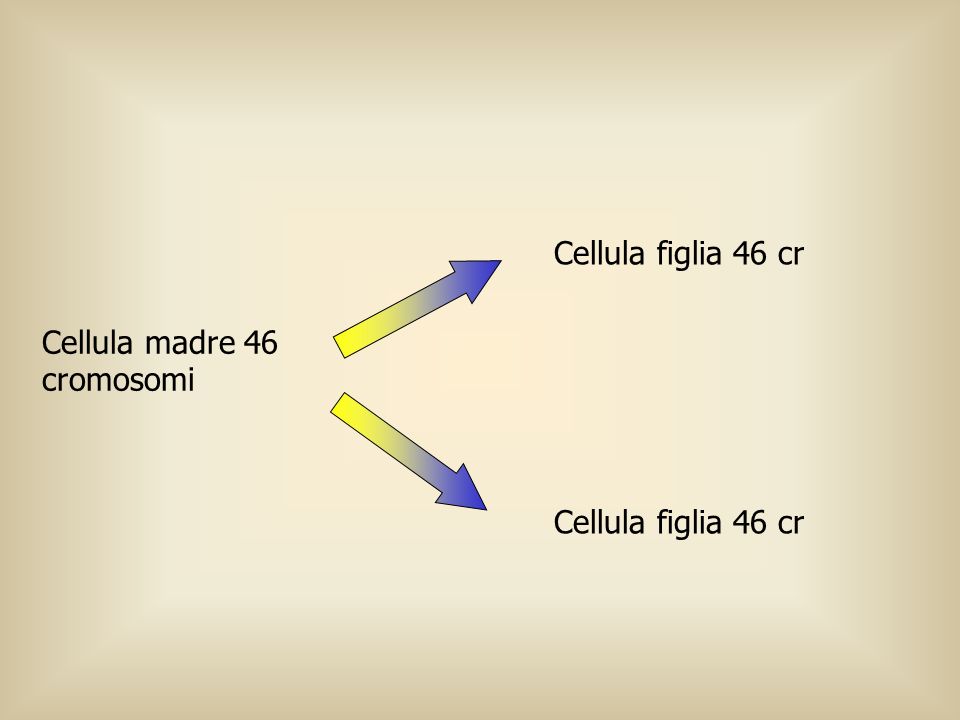 Cellula figlia 46 cr Cellula madre 46 cromosomi