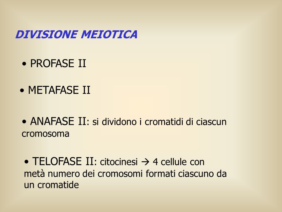 DIVISIONE MEIOTICA PROFASE II. METAFASE II. ANAFASE II: si dividono i cromatidi di ciascun cromosoma.