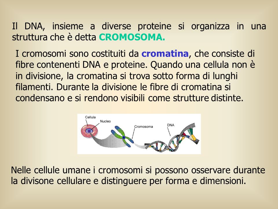 Il DNA, insieme a diverse proteine si organizza in una struttura che è detta CROMOSOMA.