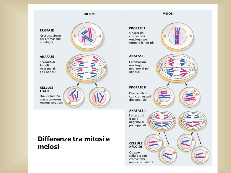 Differenze tra mitosi e meiosi