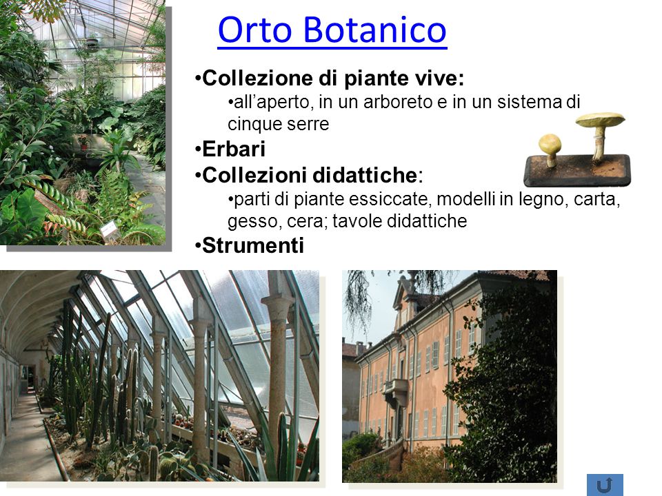 Orto Botanico Collezione di piante vive: Erbari Collezioni didattiche:
