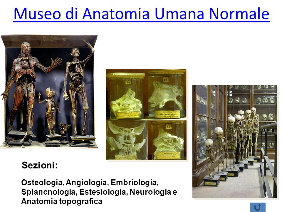 Museo di Anatomia Umana Normale