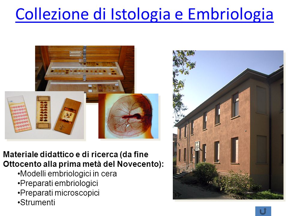Collezione di Istologia e Embriologia